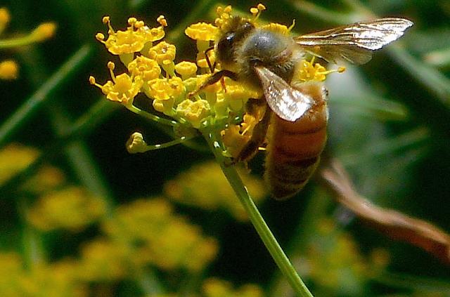 bee on fennel flowers2